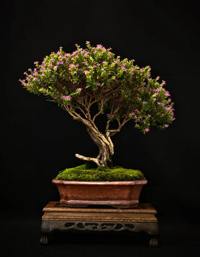 히솝 재배 씨 뿌리기 통풍 관리 허브 차 활용_5