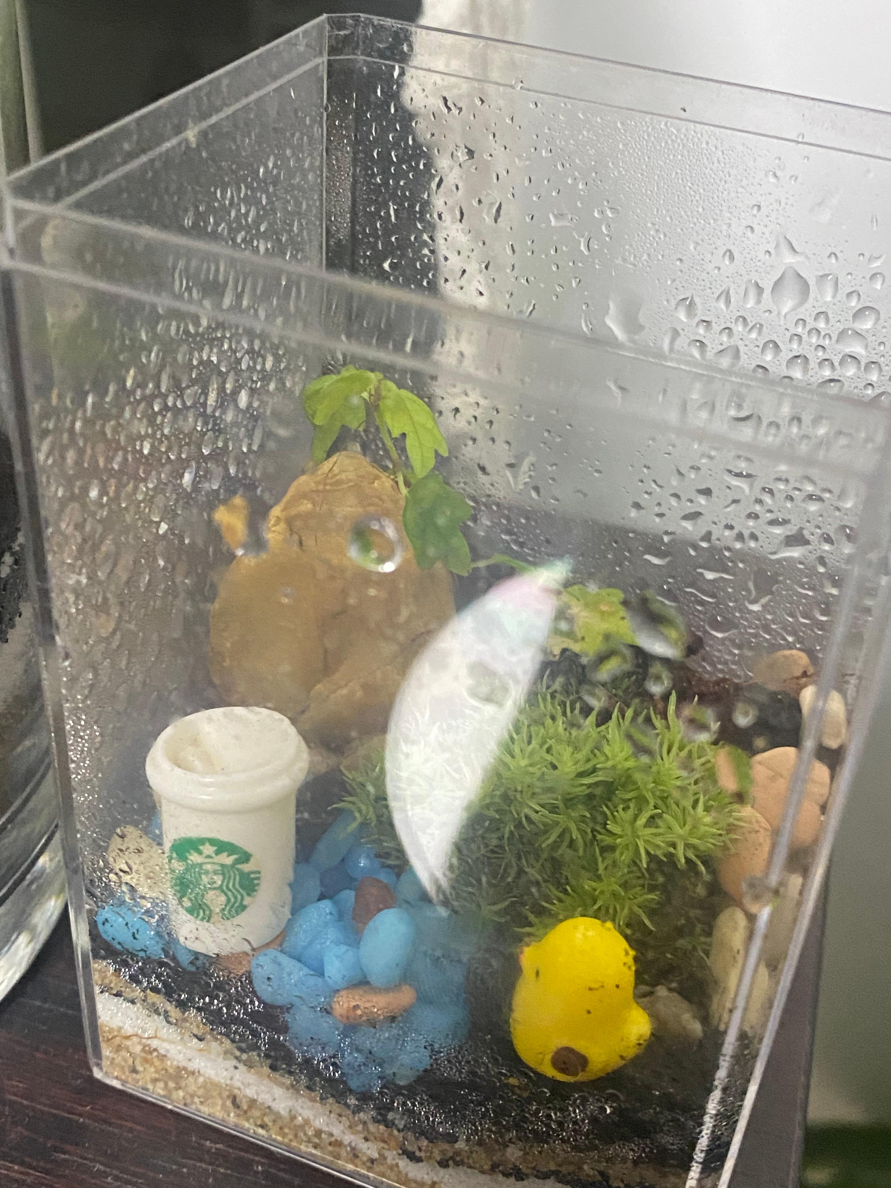 제주애기모람 적정 가격은 어떻게 판단해야 할까