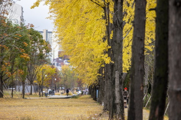 서울 단풍축제 단풍놀이