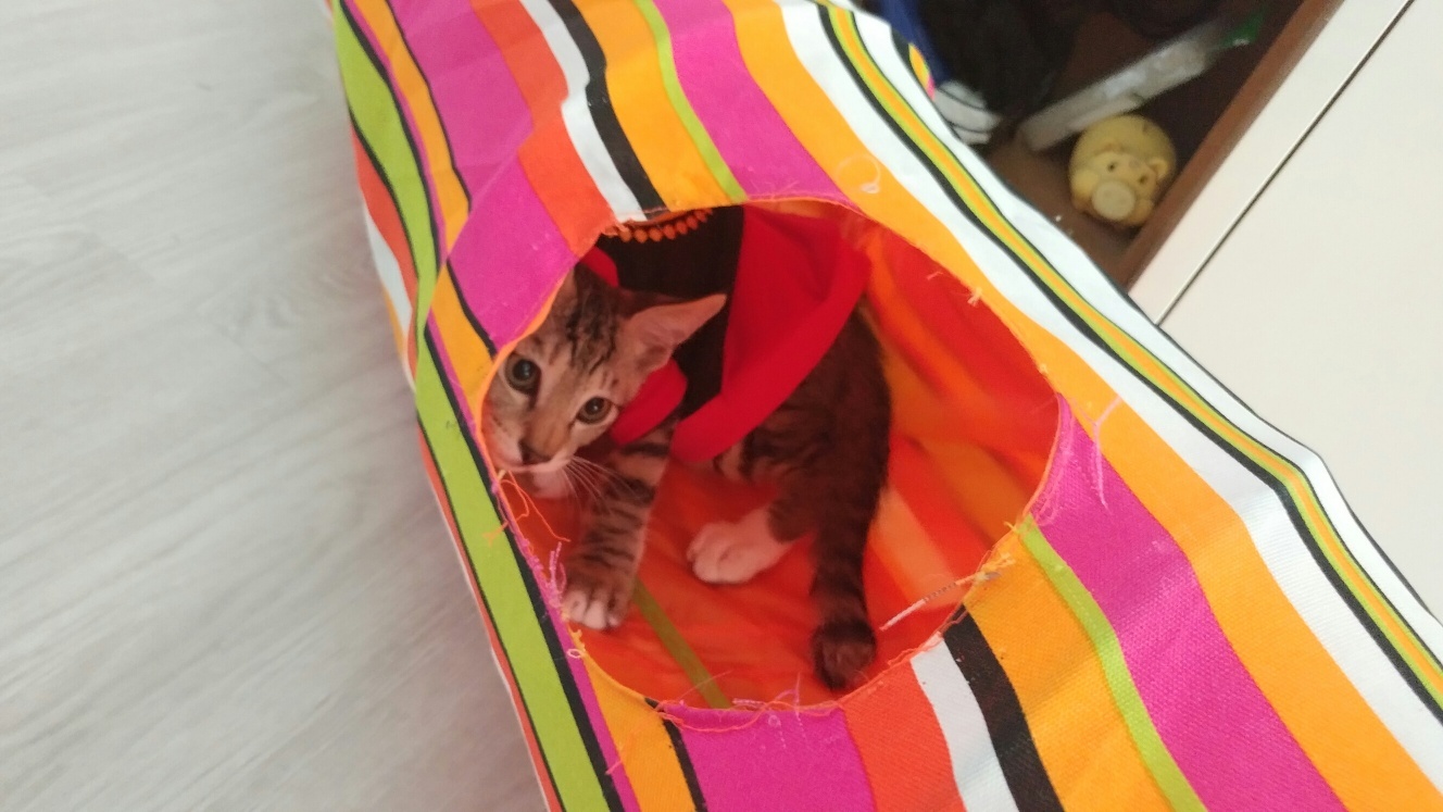 고양이