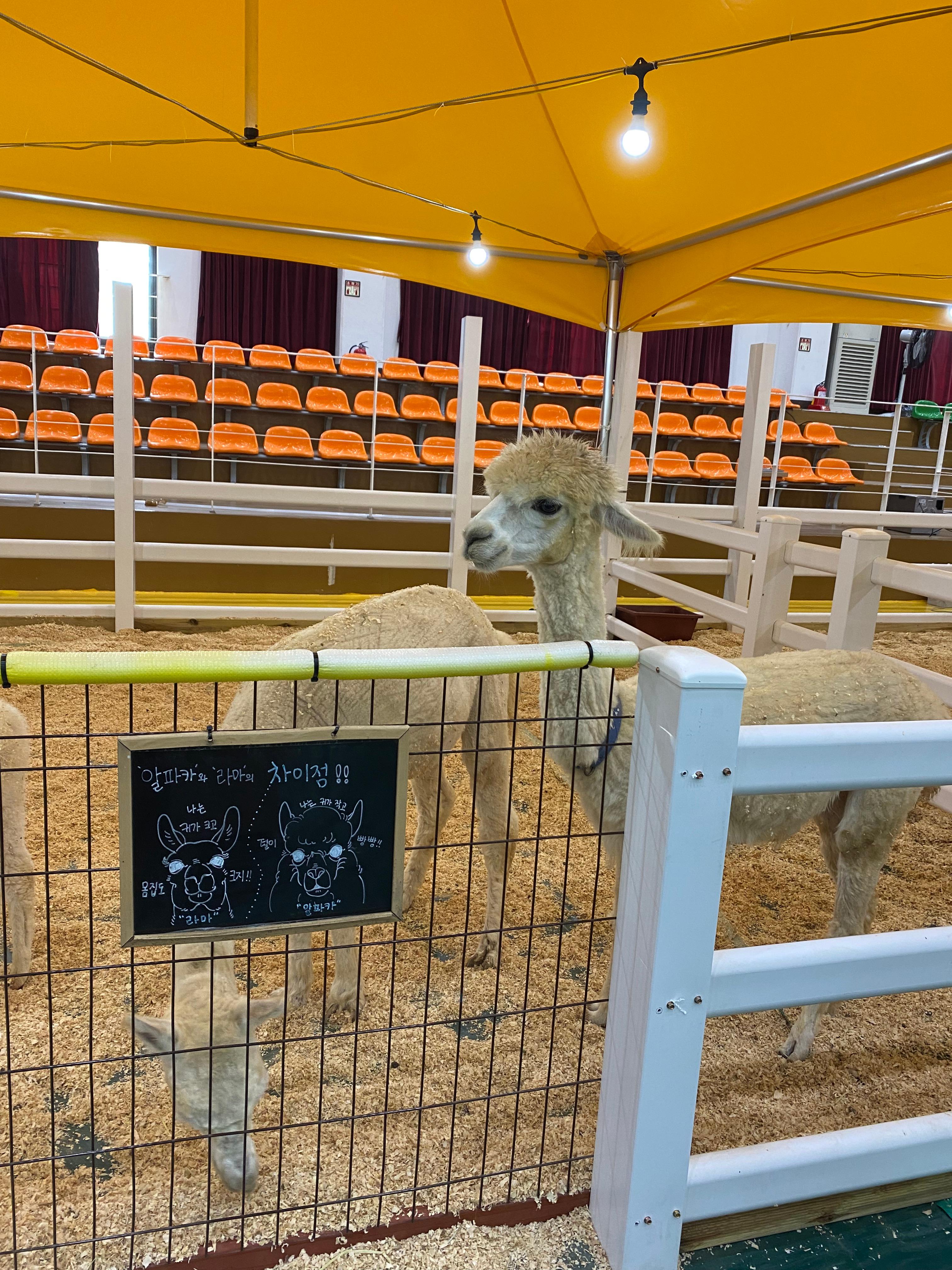 알파카와 라마 사진