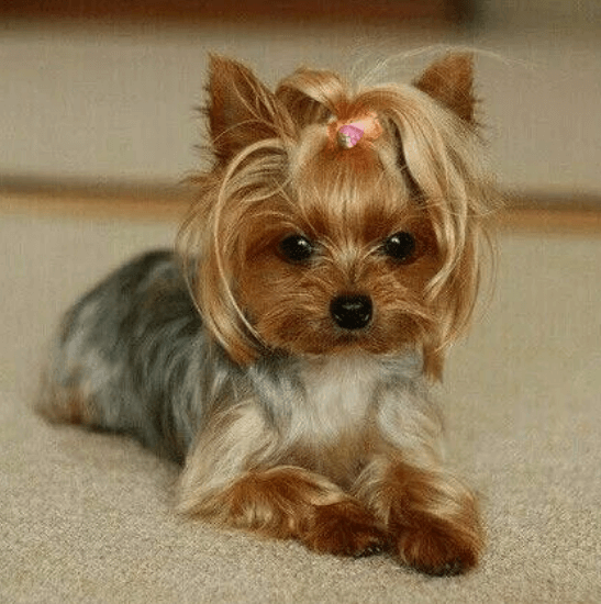 요크셔테러어-강아지