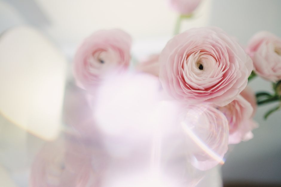 Soft focus image of delicate pink ranunculus flowers, capturing their gentle elegance and beauty.