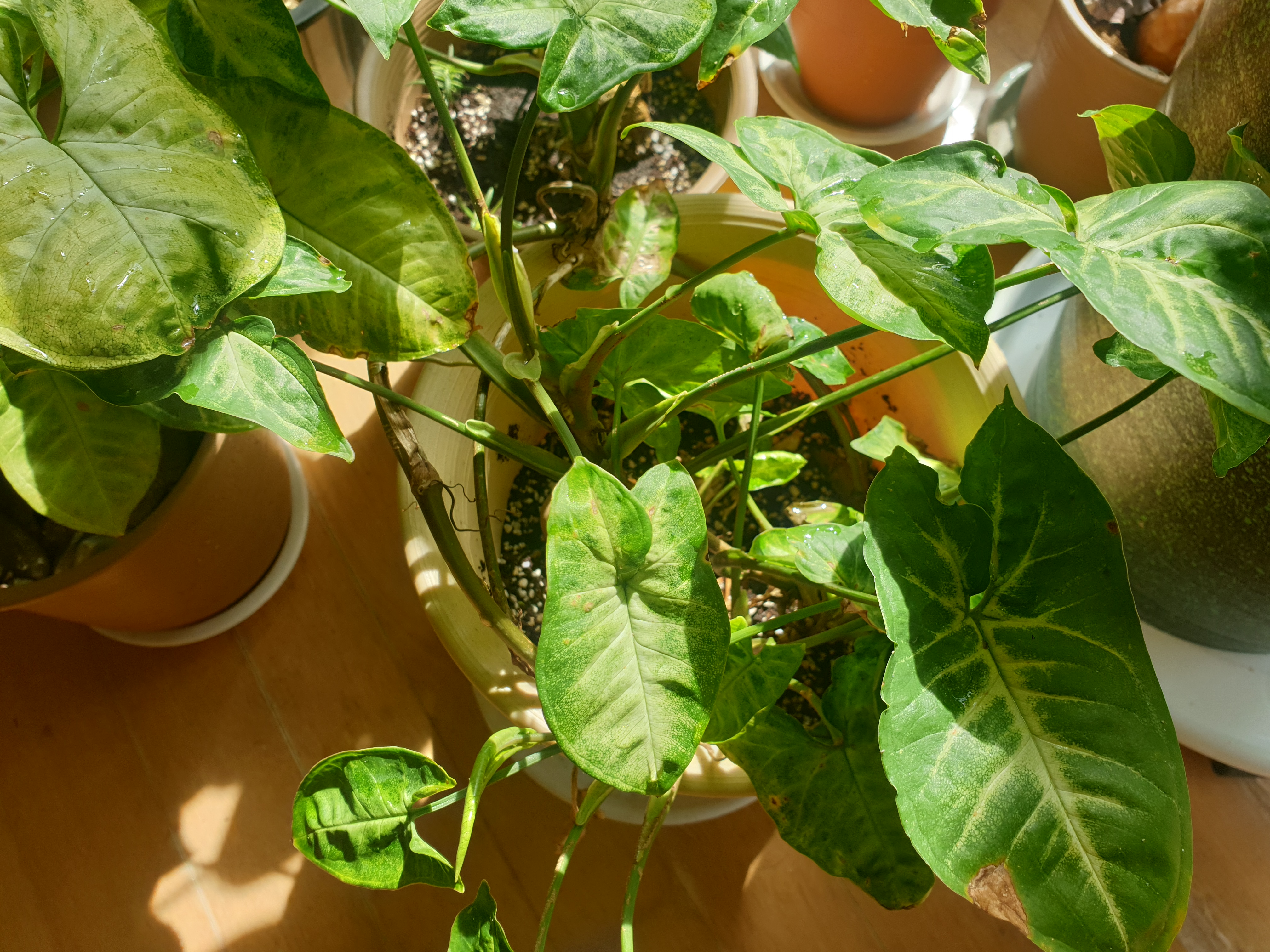 조상을 만나는 꿈-돌아가신 조상꿈-조상이 나오는 꿈- 죽은조상꿈- 조상이 웃는 꿈- 조상묘꿈-조상에게 절 하는 꿈-조상 산소 꿈-조상무덤 꿈-조상꿈해몽