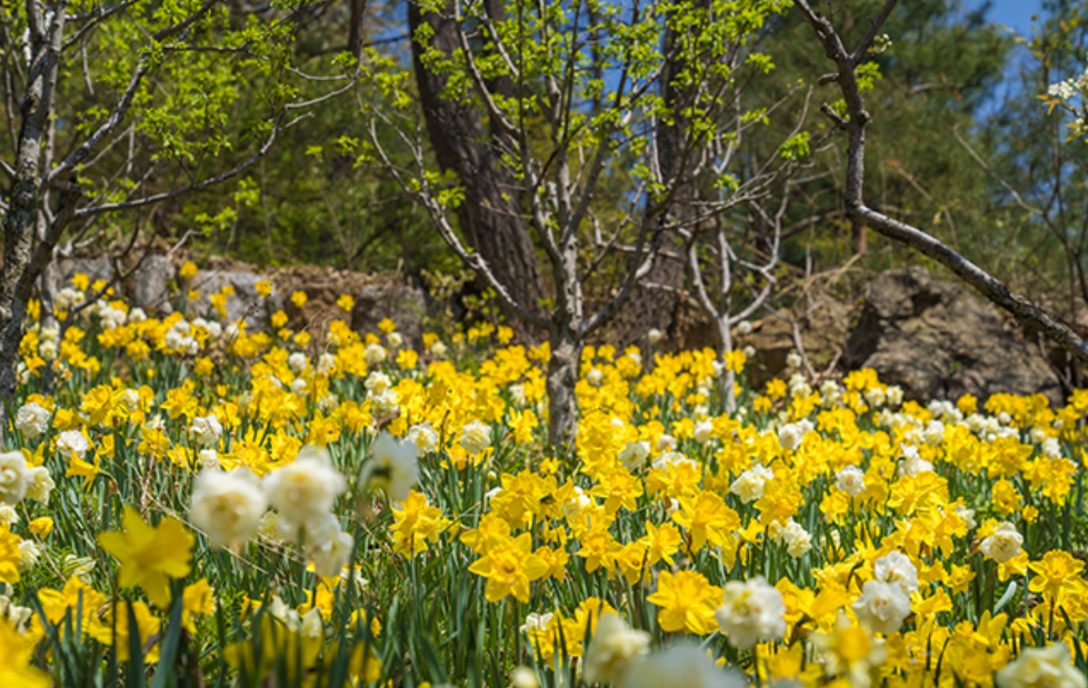 화담숲 입장료 예약