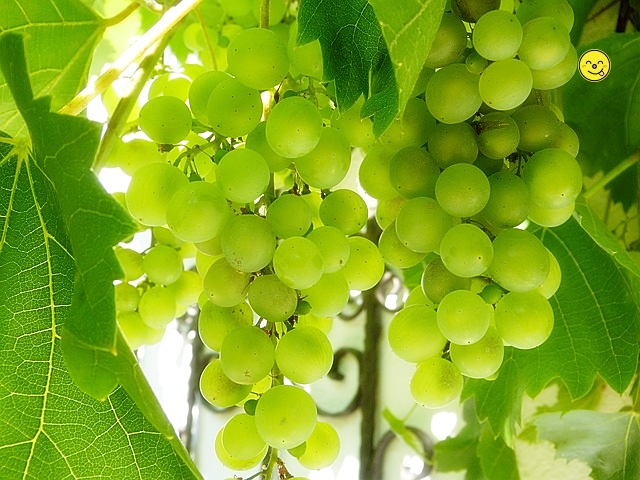 당뇨 예방 운동