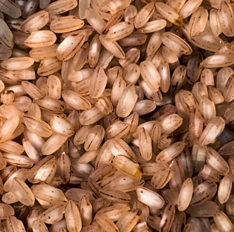 수족냉증에 좋은 음식