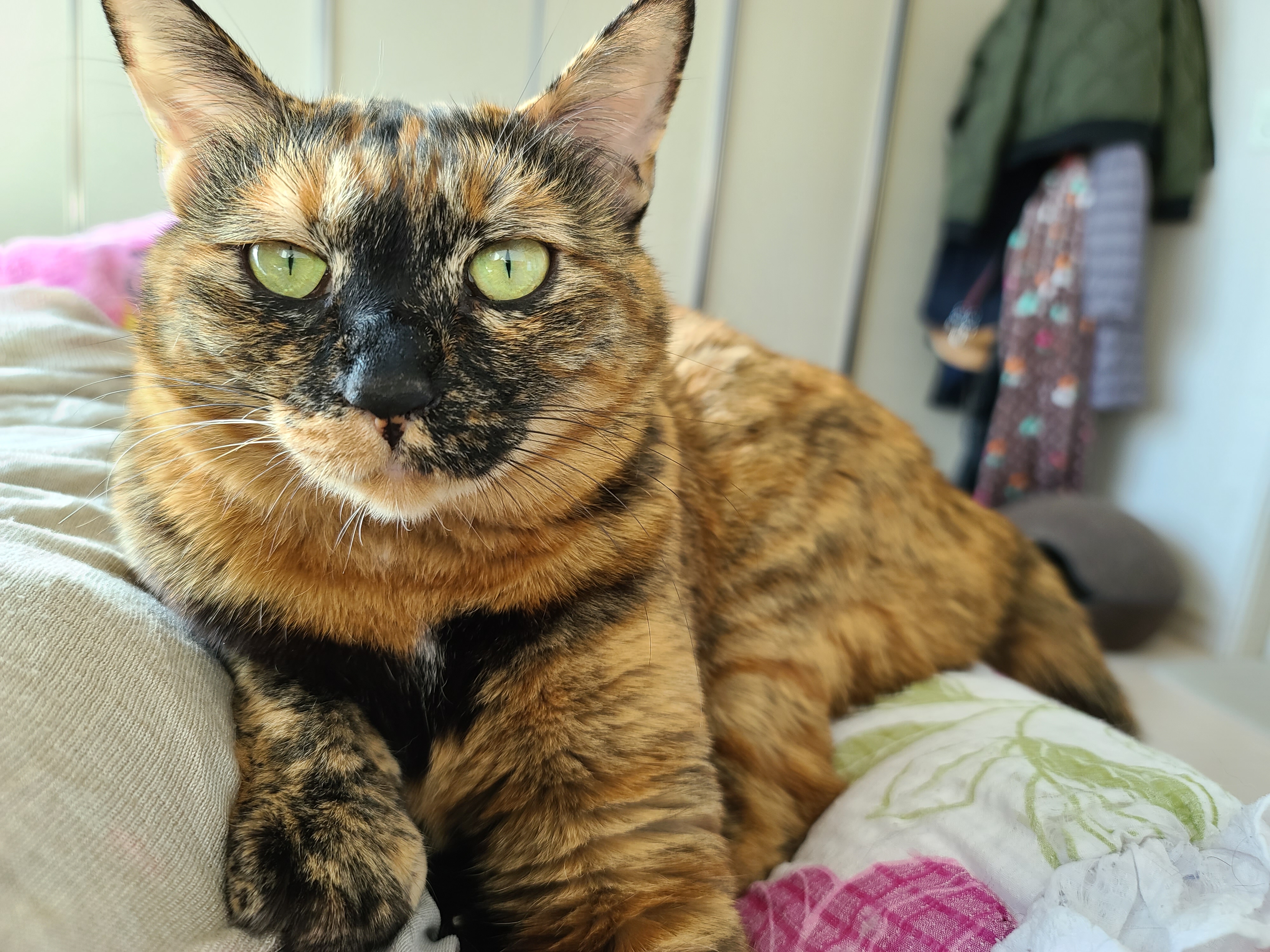 우리집 아홉냥이의 고양이 종류