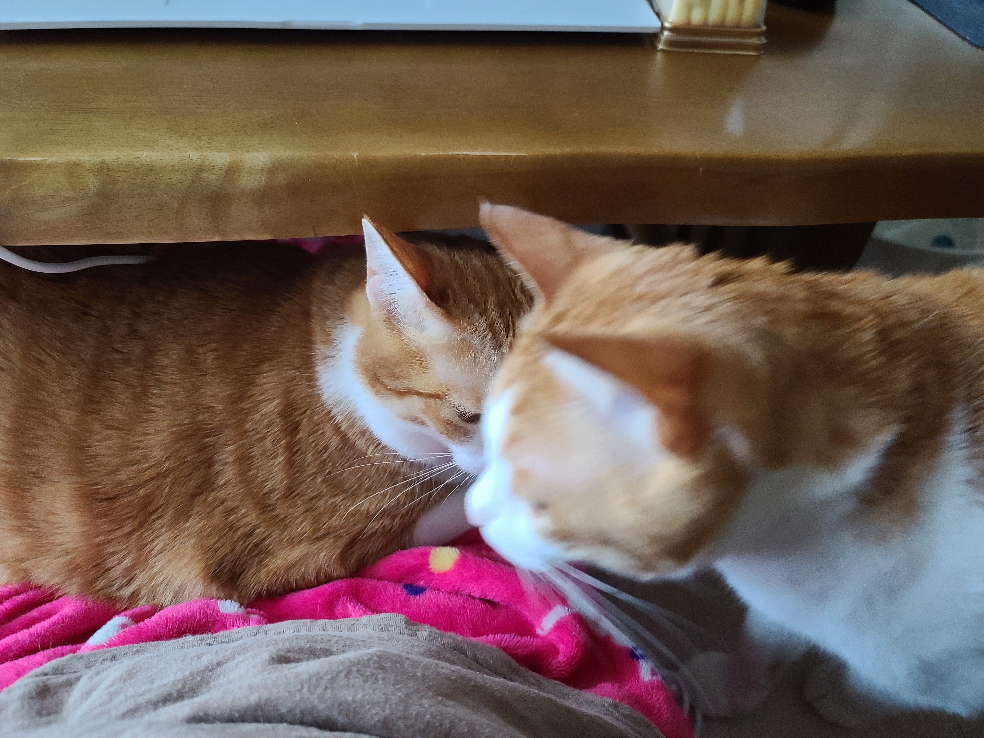 엄마 집사 무릎위 치즈냥이들 (feat. 무릎냥이들)