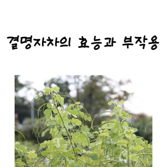 결명자 차의 효능과 부작용