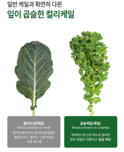 곱슬케일 효능