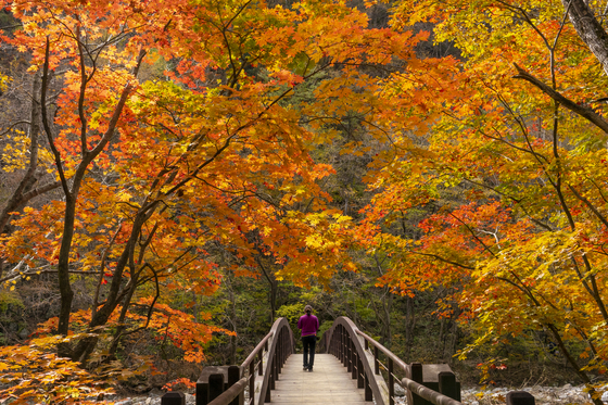 대한민국단풍 단풍여행 가을여행 단풍명소 2025단풍시기
