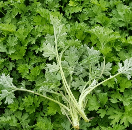 3월에 먹으면 좋은 제철 음식(봄철 음식) - 쑥 편 (효능, 쑥이 들어가는 음식)