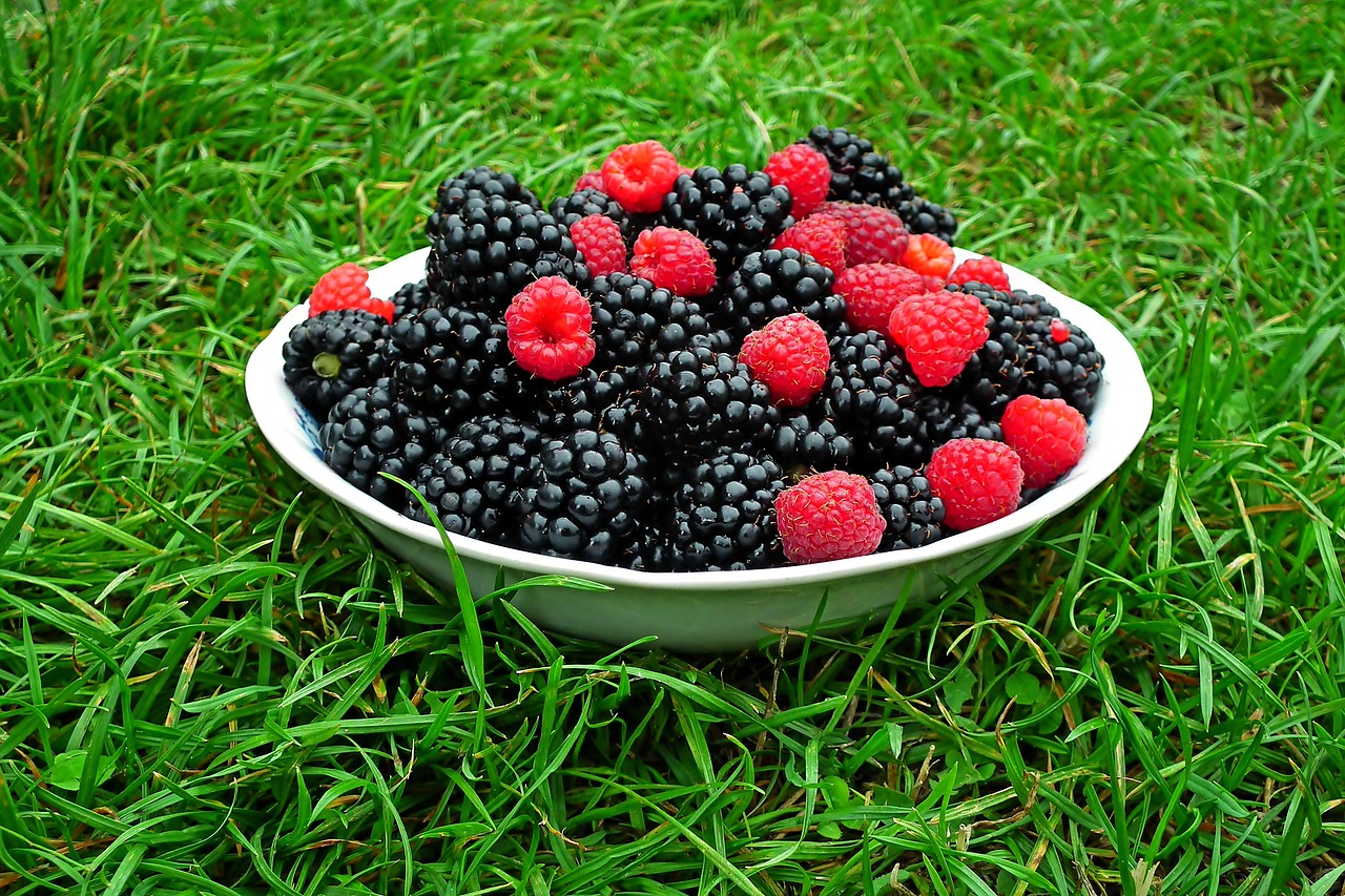 푸른 잔디밭에 있는 하얀 그릇에 담긴 검정 블랙베리들과 빨간 라즈베리가 있다.