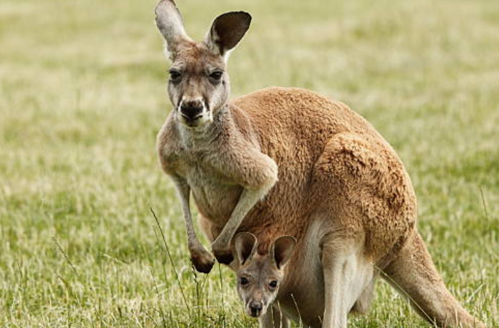 캥거루 부모와 자식의 꿈
