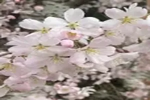 벚꽃