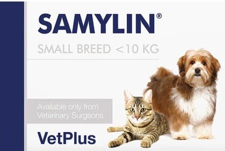 강아지 간에 좋은 음식 TOP 5, 건강을 위한 필수 리스트