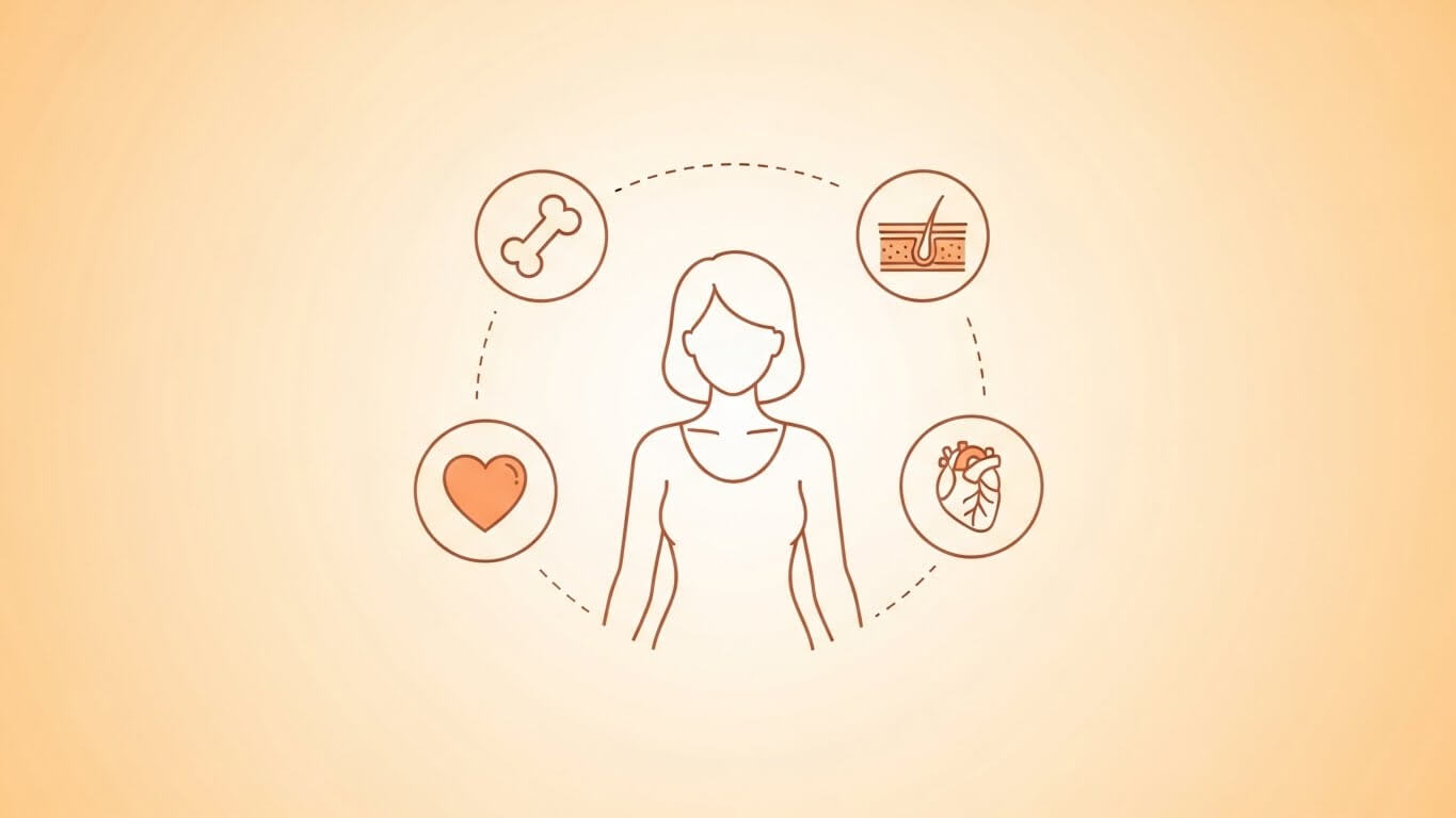 에스트로겐의 역할과 조절 방법