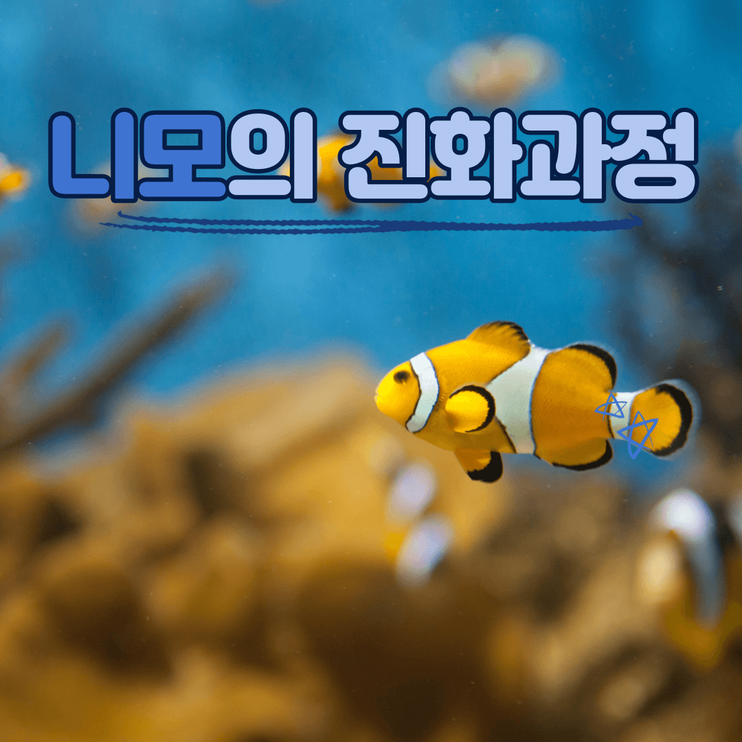 니모 진화과정