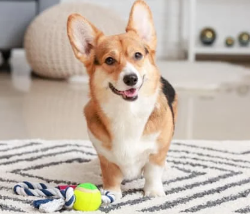 장난감가지고 노는 강아지