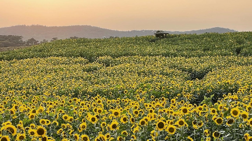 고창학원농장10