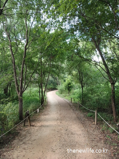 서울 암사생태공원 걷기 좋은 길 &ndash; 숲 속 흙길이 부드럽게 이어지는 조용한 산책로