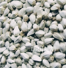 홍화씨 효능 홍화씨 가격 홍화씨 환 홍화씨 먹는법 홍화씨 분말