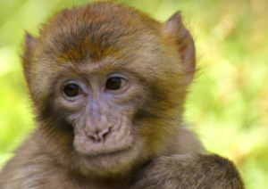 원숭이띠 2025년 운세