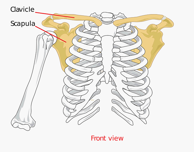 어깨의 X선 촬영 방법과 Physical examination