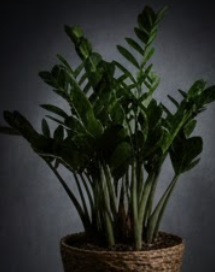 돈나무 키우는법