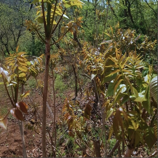 늦봄에 올라오는 옻순