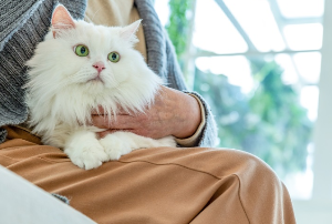 무릎 위에서 웅크리고 있는 고양이