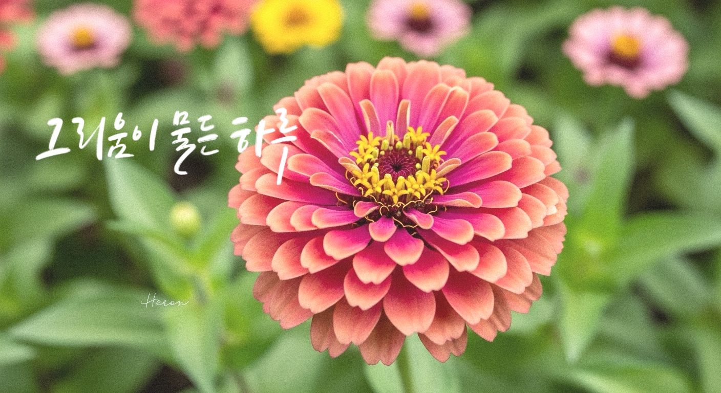 색상별 백일홍 꽃말과 감성 캘리그라피 문구 60선