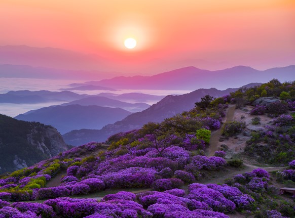 황매산에서 바라보는 철쭉