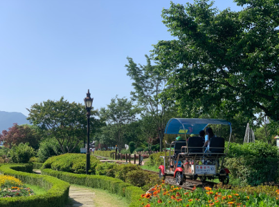 곡성 세계장미축제 개화상황