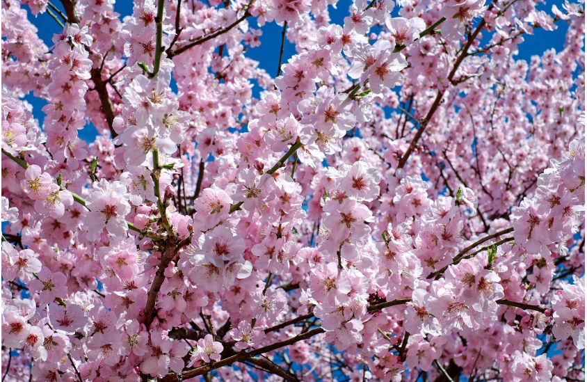 서울 벚꽃 명소(석촌호수)