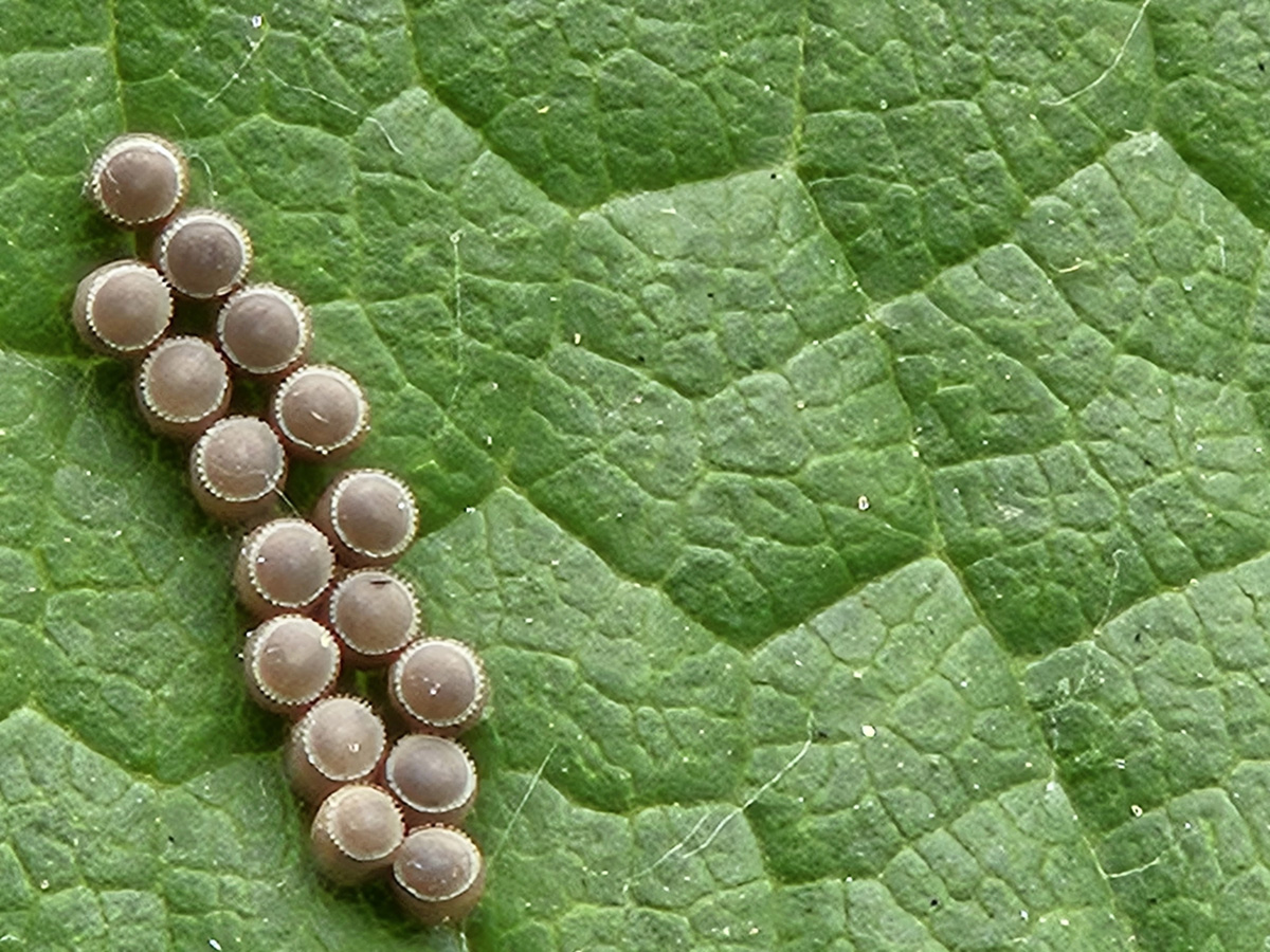 갈색날개노린재4