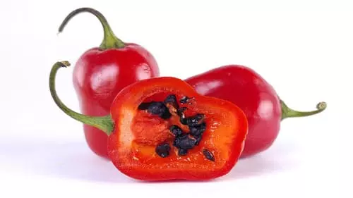 로코토 사진