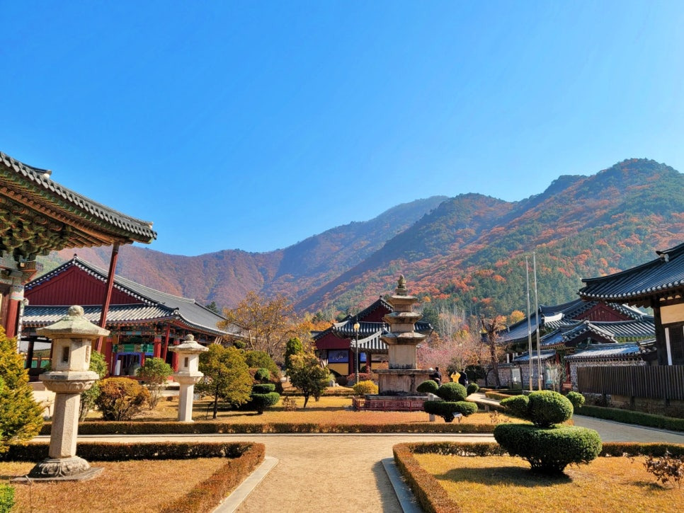 운문사 단풍7