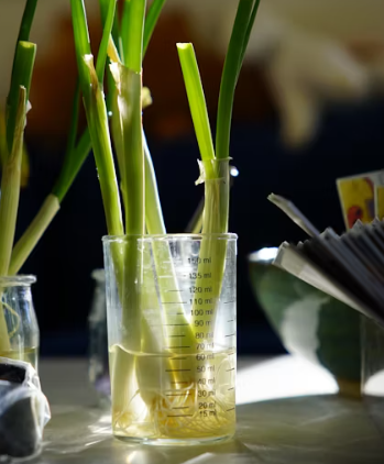 대파 효능과 부작용 고르는법