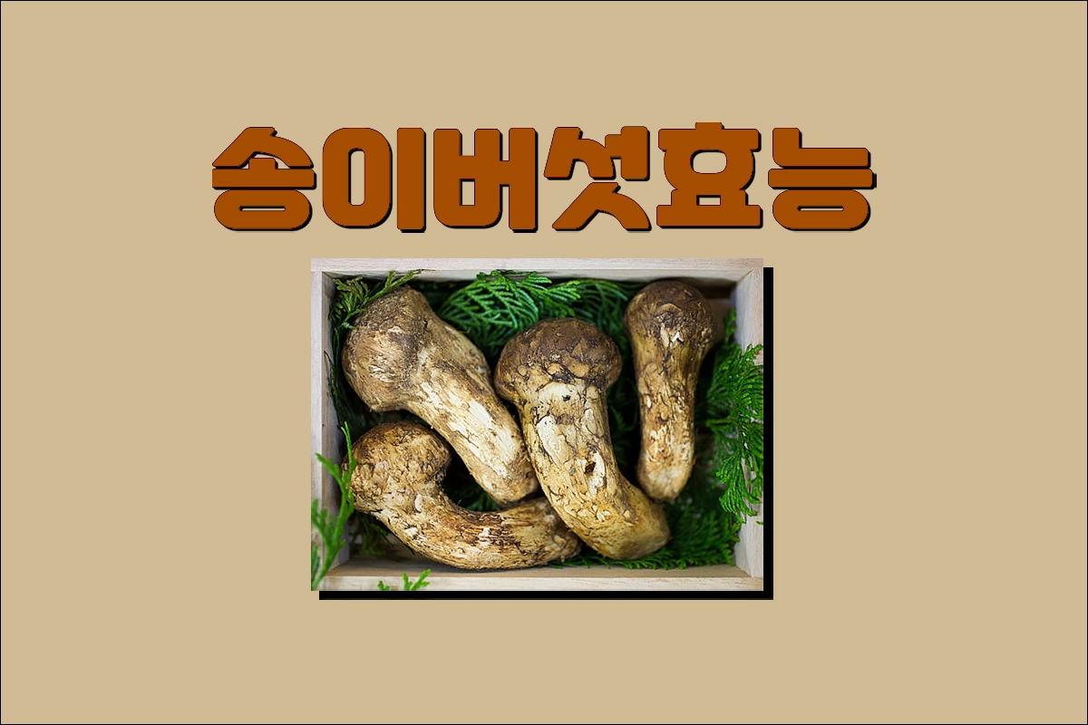 송이버섯 효능