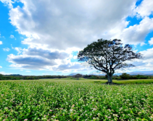 제주 보롬왓 메밀축제
