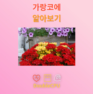 가랑코에 꽃말 및 탐구