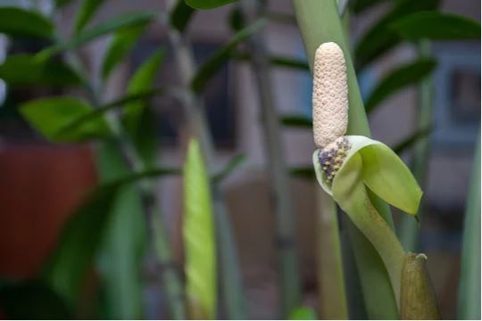 금전수 꽃 금전수 키우기