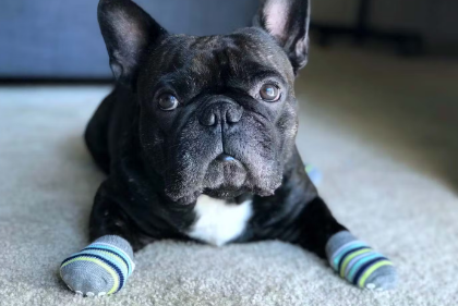 양말을 신은 개.