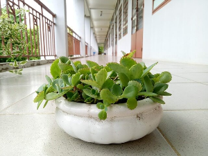 해충이 싫어하는 식물