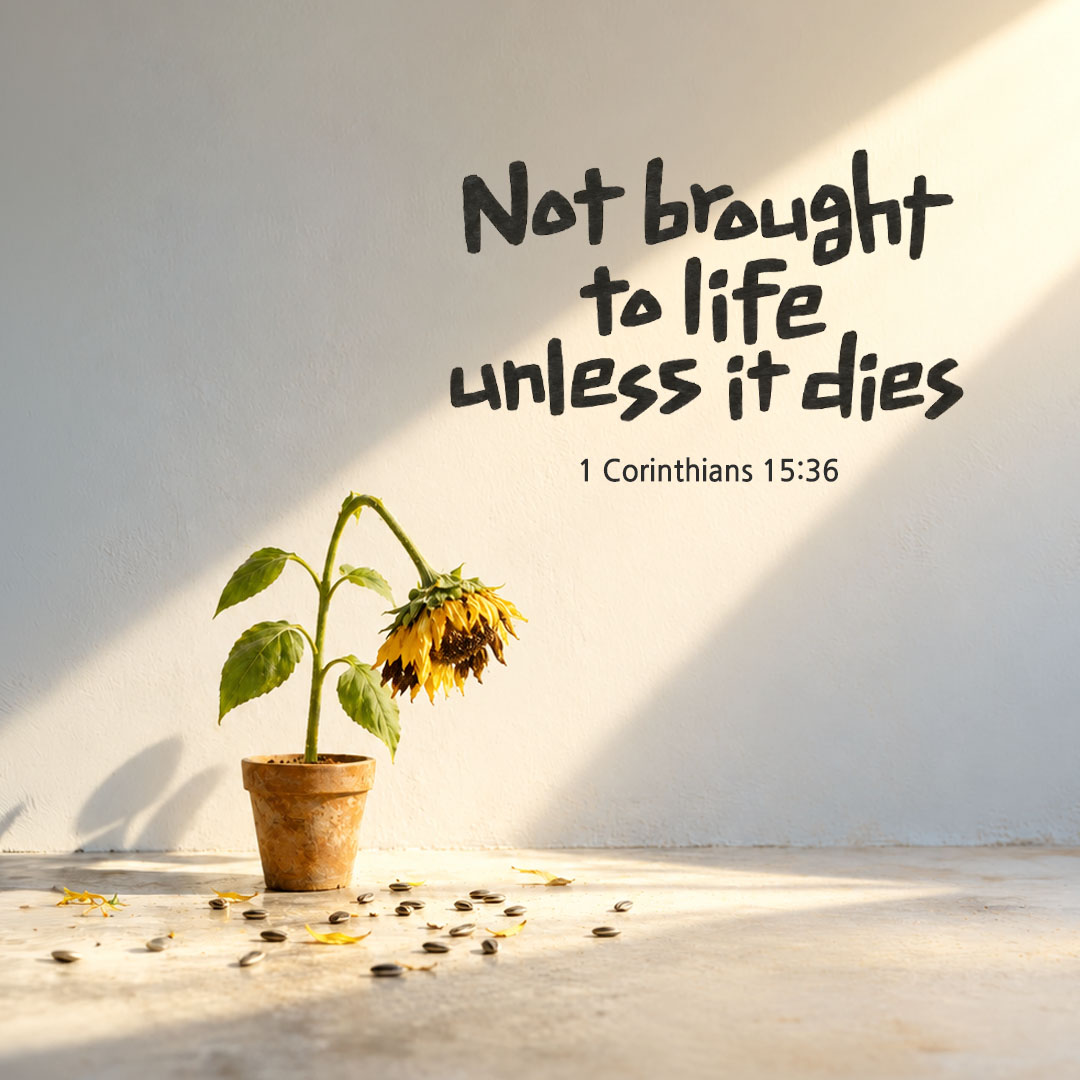 Today's Bible verse card 1 Corinthians 15:36 scripture image