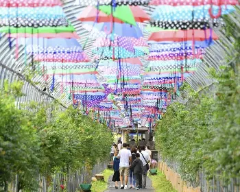 평창 백일홍 축제_28