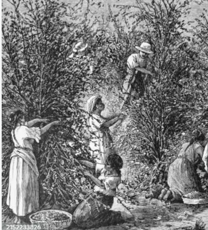 한국의 커피 재배 상황