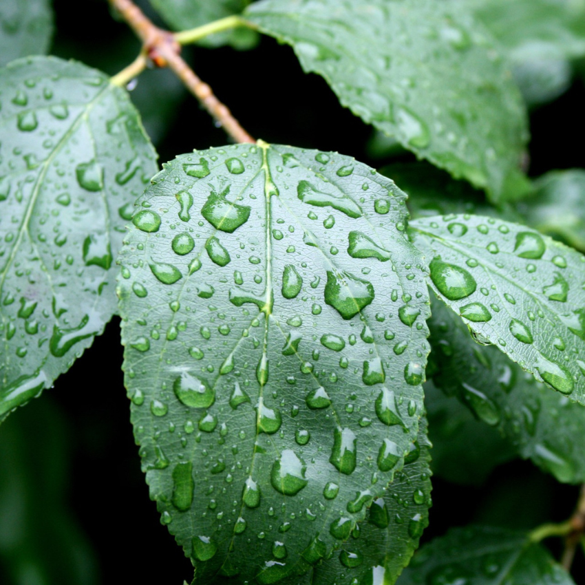 2024년 장마 기간 예측_14